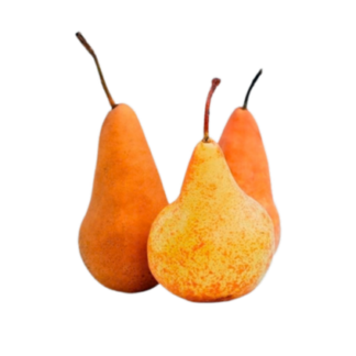 Pears, Bosc