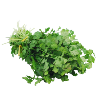 Herbs, Cilantro