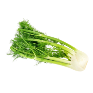 Herbs, Fennel Bulb