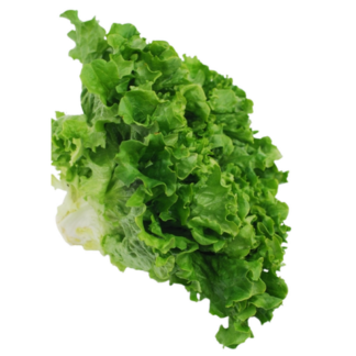 Lettuce, Green Leaf
