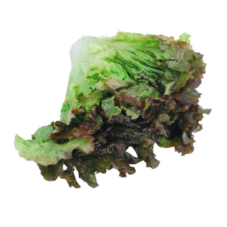 Lettuce, Red Leaf