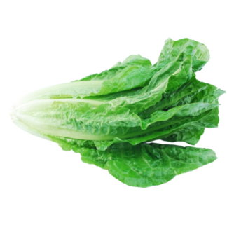 Lettuce, Romaine