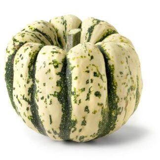 Squash, Sweet Dumpling - Petite Size