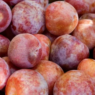 Pluot, Dapple Dandy - Lb