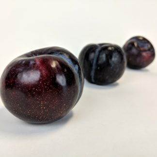 Plums, Black Splendor