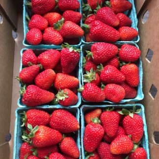 Berries, Strawberries, Local - Half Flat