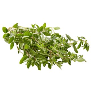 Herbs, Fresh Oregano