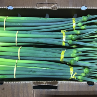 Leek Scapes, Bunch