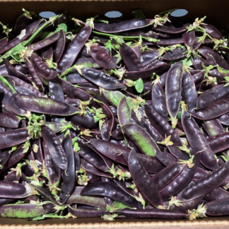 Peas, Purple Snow