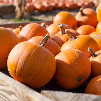 Squash, Pumpkin, Pie - Winter Luxury
