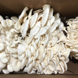 Mushrooms, Snow White Oyster