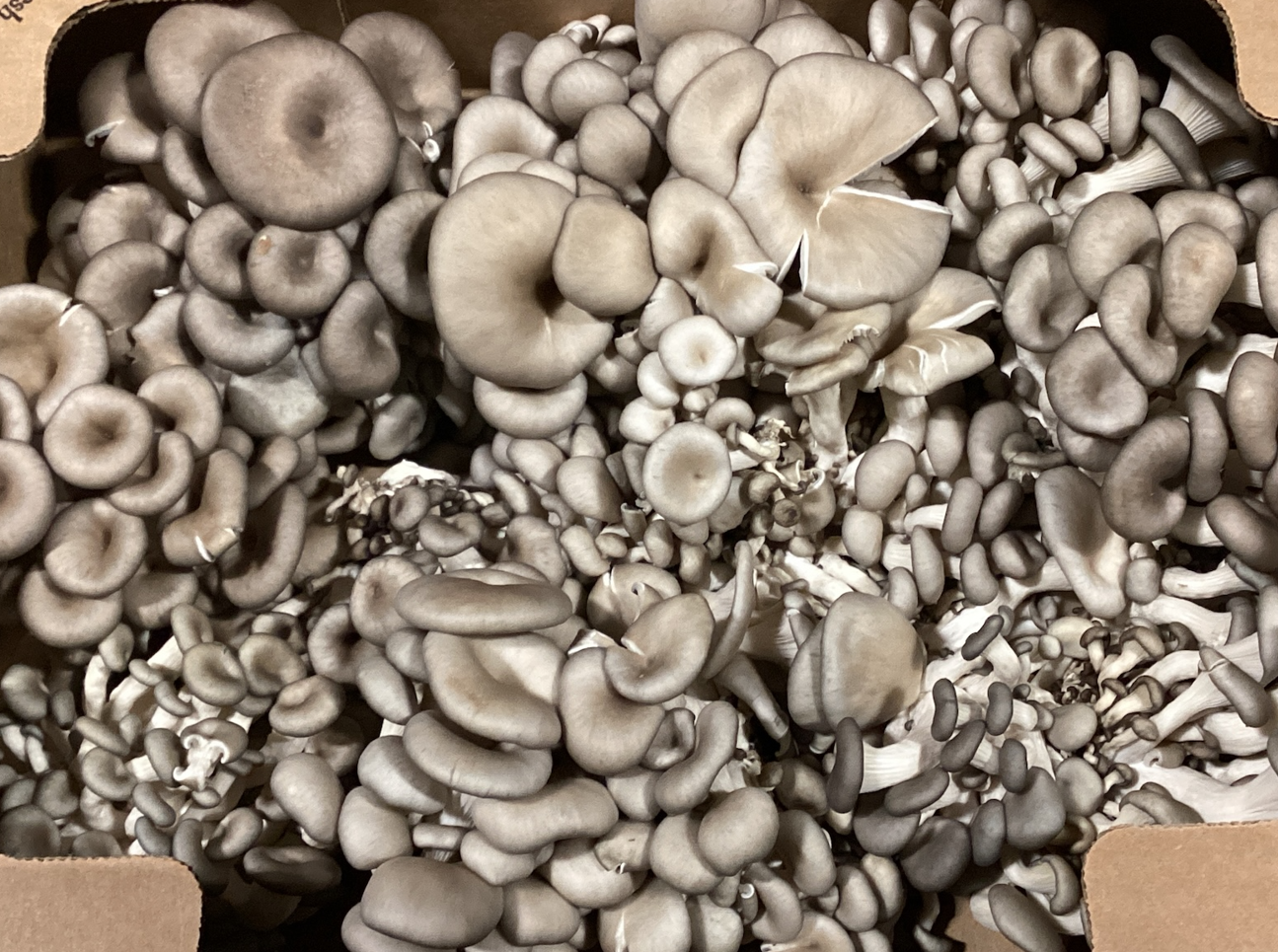 Mushrooms, Oyster