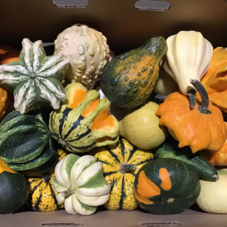 Gourd, Ornamental