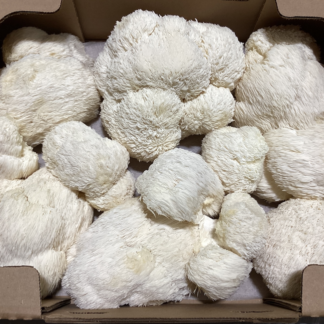 Mushrooms, Lion's Mane
